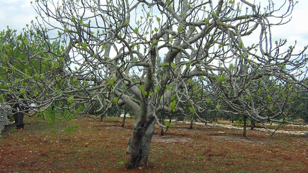 Der Feigenbaum steht in der Bibel für Israel oder das jüdische Volk