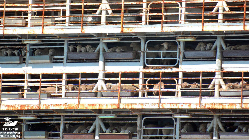 Jedes Jahr werden Zehntausende Rinder und Schafe von Europa oder Australien lebend nach Israel transportiert. Tausende Tiere verenden während der Transporte qualvoll.