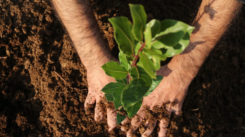 Dank der Spende des Syrers kann der Jüdische Nationalfonds einen Baum in Israel pflanzen