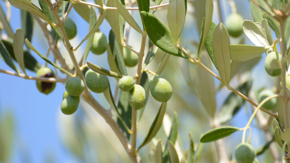 Galiläische Bauern haben bereits vor 7.000 Jahren Olivenbäume gezüchtet