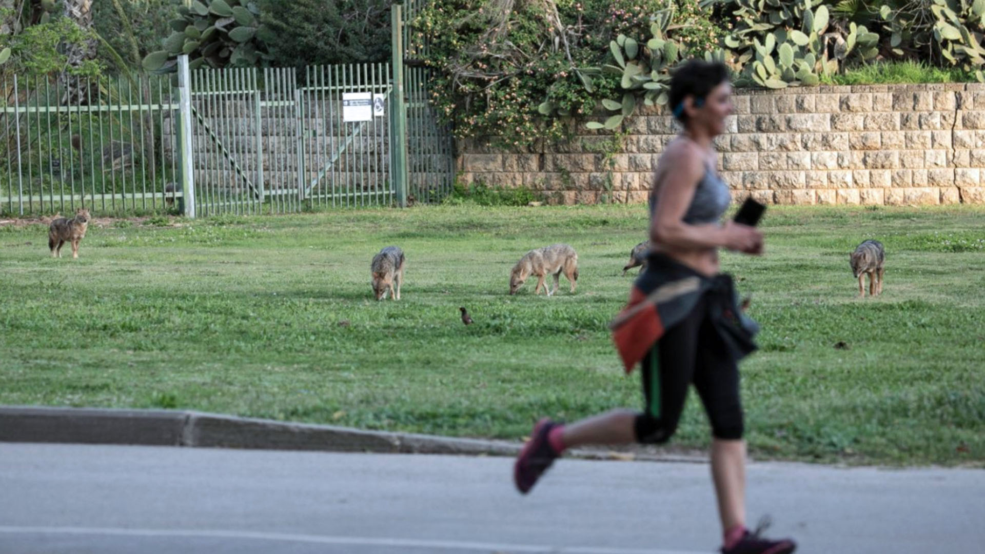 Aufnahmen des Fotografen Ofer Vaknin zeigen, wie nah die Schakale in Tel Aviv den Menschen kommen