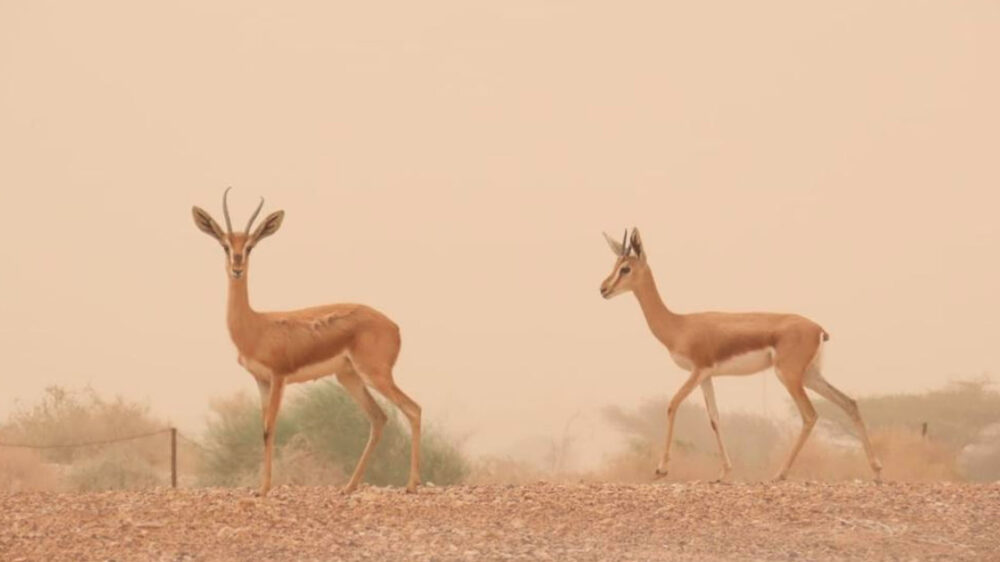Gazellen im Naturreservat Evrona in der Negev-Wüste