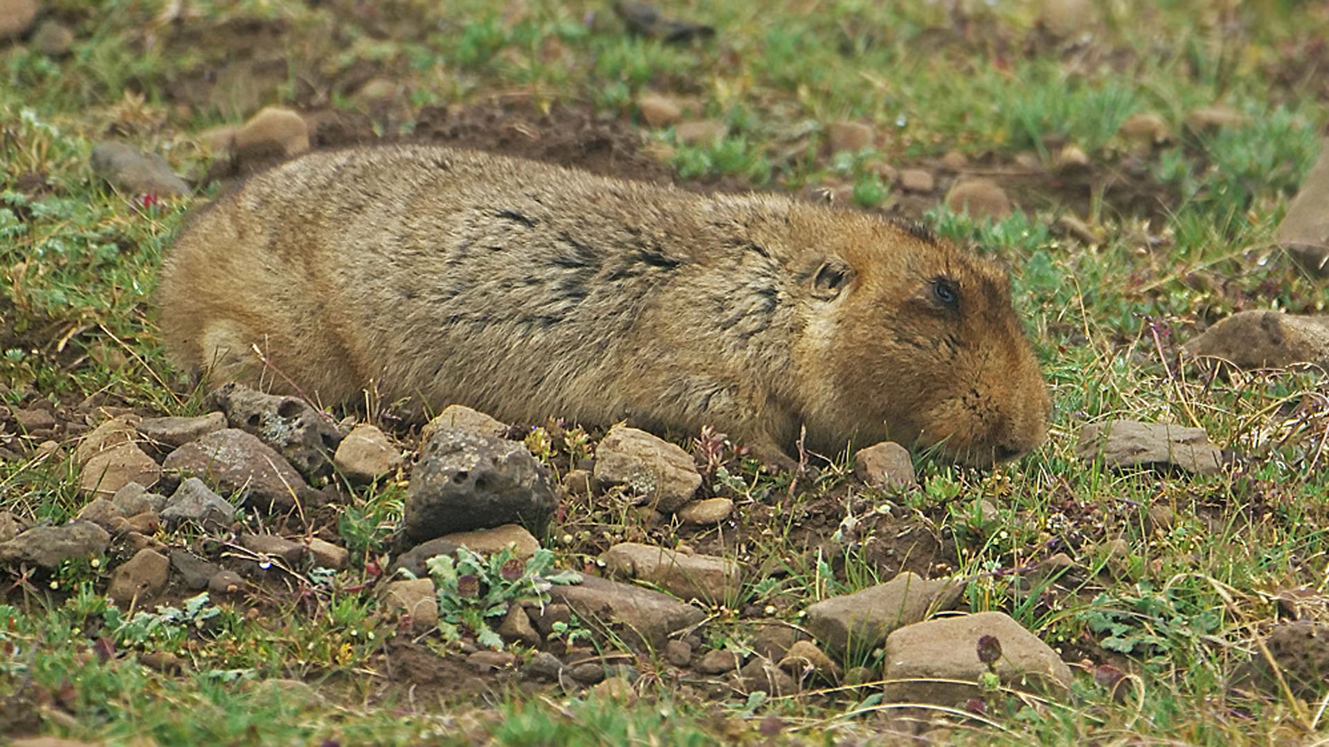 Von der Langlebigkeit der Maulwurfsratte