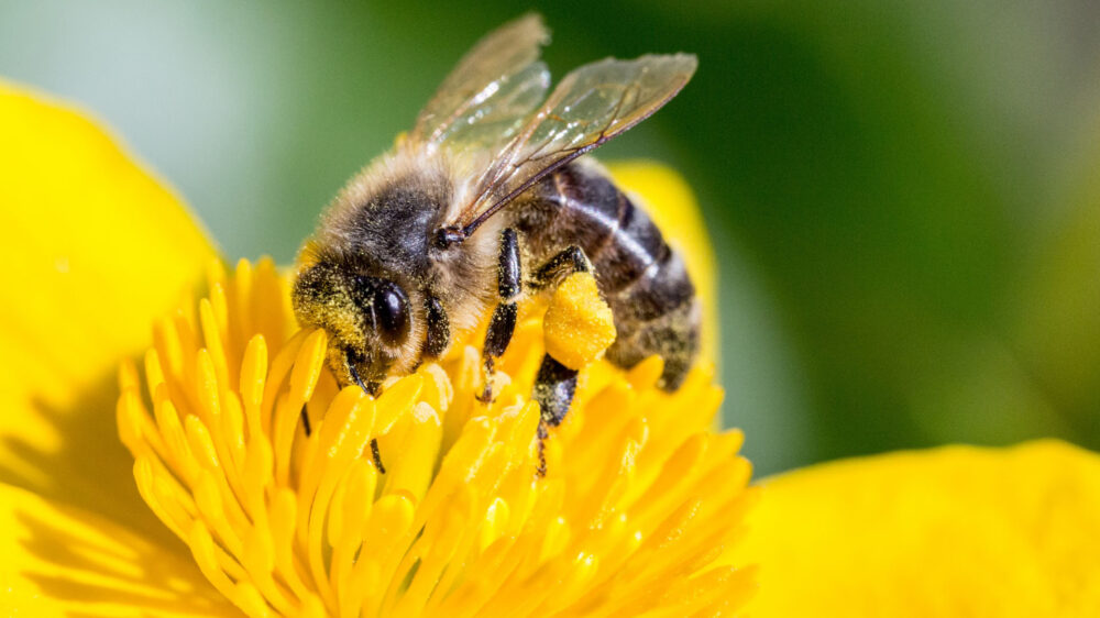 Bienen produzieren nicht nur Honig, sie bestäuben auch Blüten