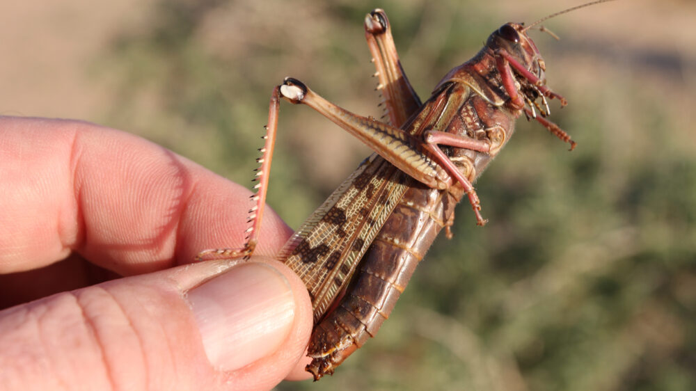 Wanderheuschrecken sind laut der Tora die einzigen koscheren Insekten