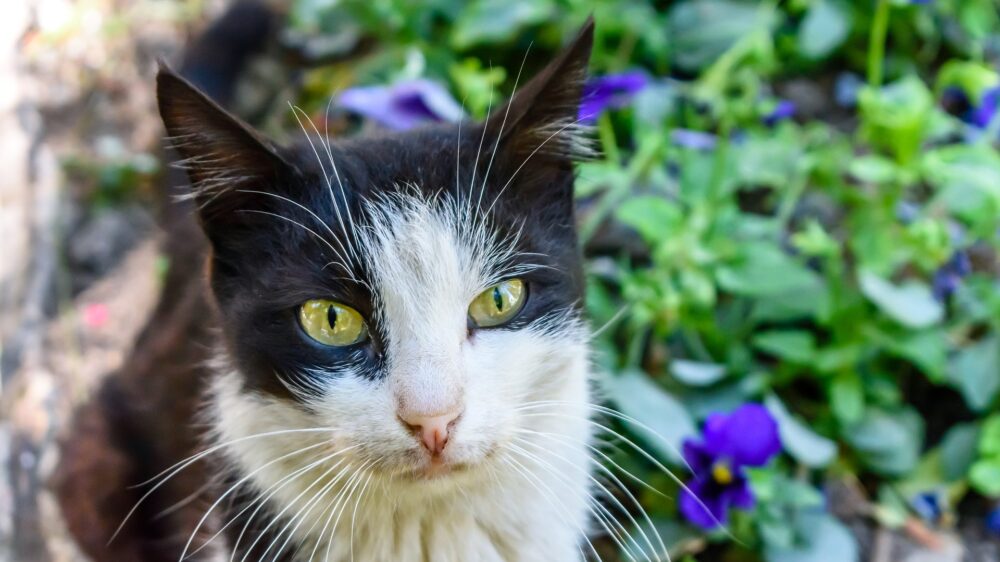 In Jerusalem leben schätzungsweise mehr als 240.000 streunende Katzen