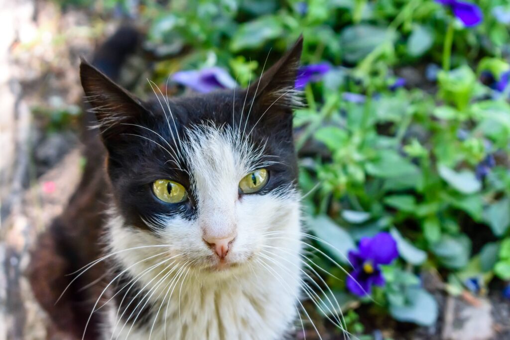 In Jerusalem leben schätzungsweise mehr als 240.000 streunende Katzen