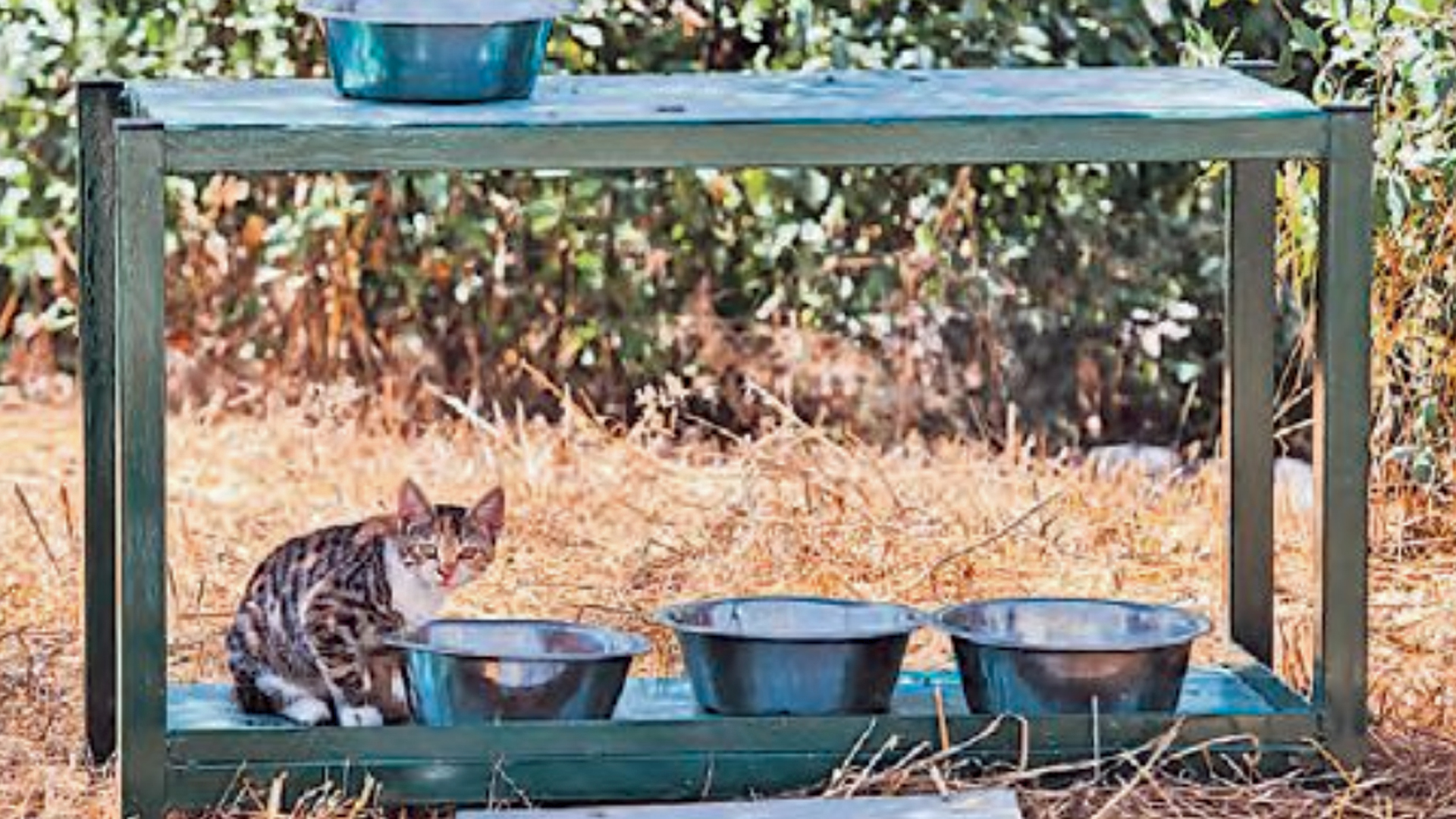 Die Futterstation für Katzen im Hinterhof der Knesset
