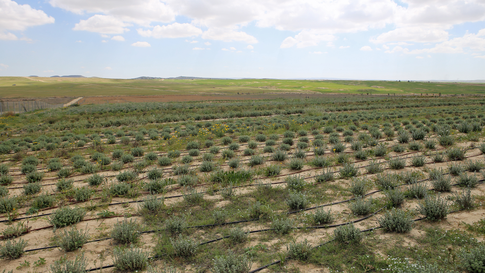 Durch Tröpfchenbewässerung hat Israel wüste Gebiete zum Blühen gebracht. Der Staat ist bereit sein Wissen in Bereichen wie Wasseraufbereitung und Landwirtschaft mit anderen Ländern zu teilen.