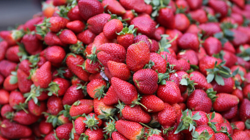 Rote Pracht: Derzeit sind Erdbeeren ein seltenes Gut in Israel
