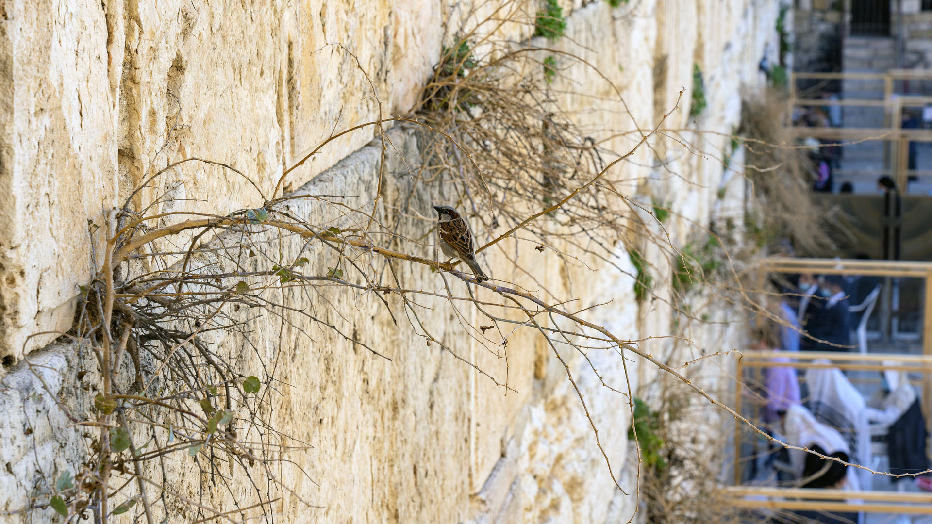 Vögel nisten in den Steinen der ehemaligen Westmauer des Tempelgeländes, hoch über den Köpfen der Beter
