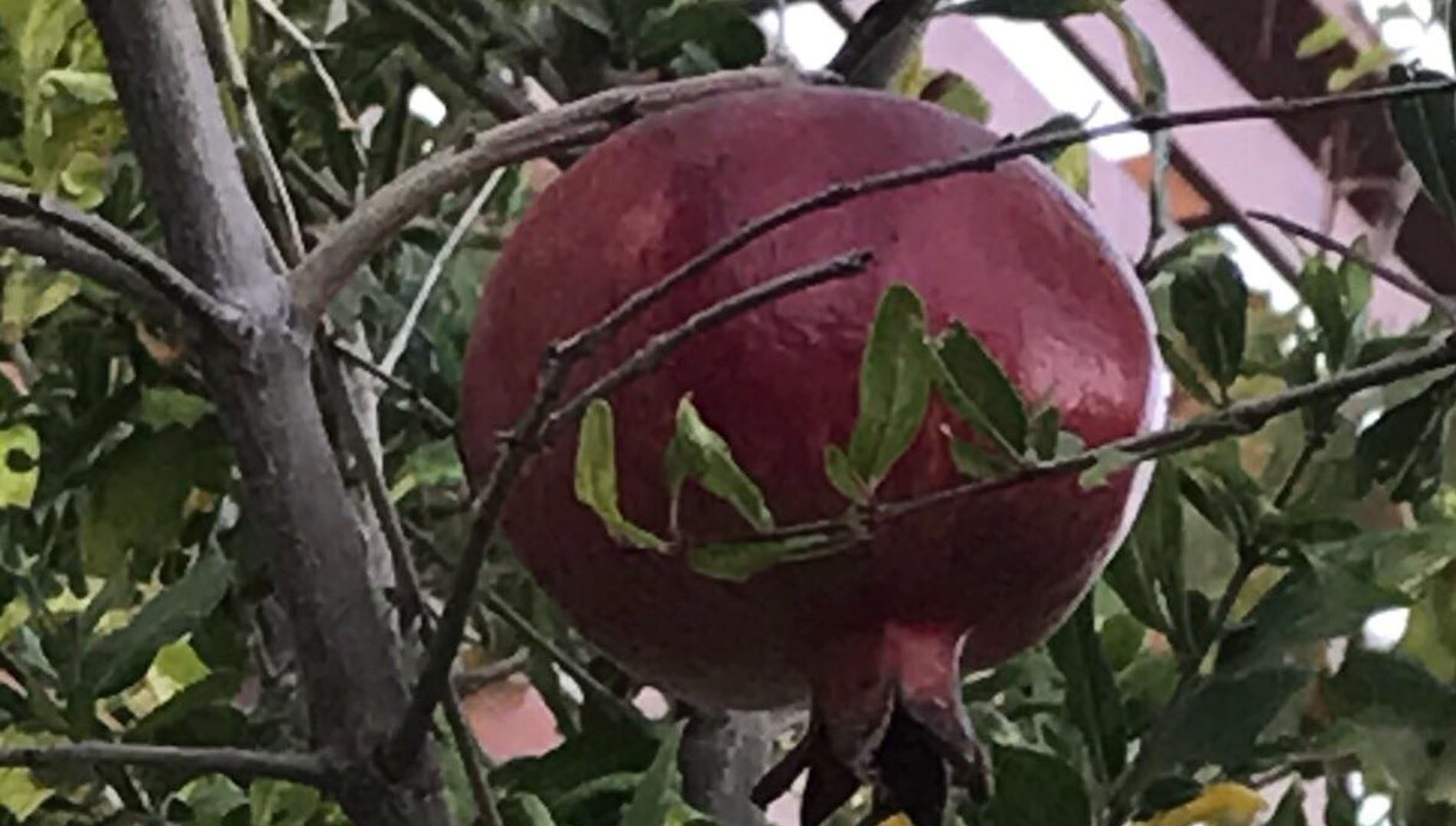 Im Kibbutz wurden unter anderem Granatäpfel angebaut
