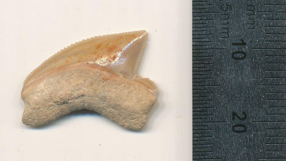 Einer der in Jerusalem entdeckten Haifischzähne