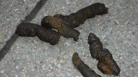 In Tel Aviv ist jeder elfte Bewohner Hundebesitzer. Nicht alle entfernen allerdings die Hinterlassenschafften ihrer Vierbeiner.