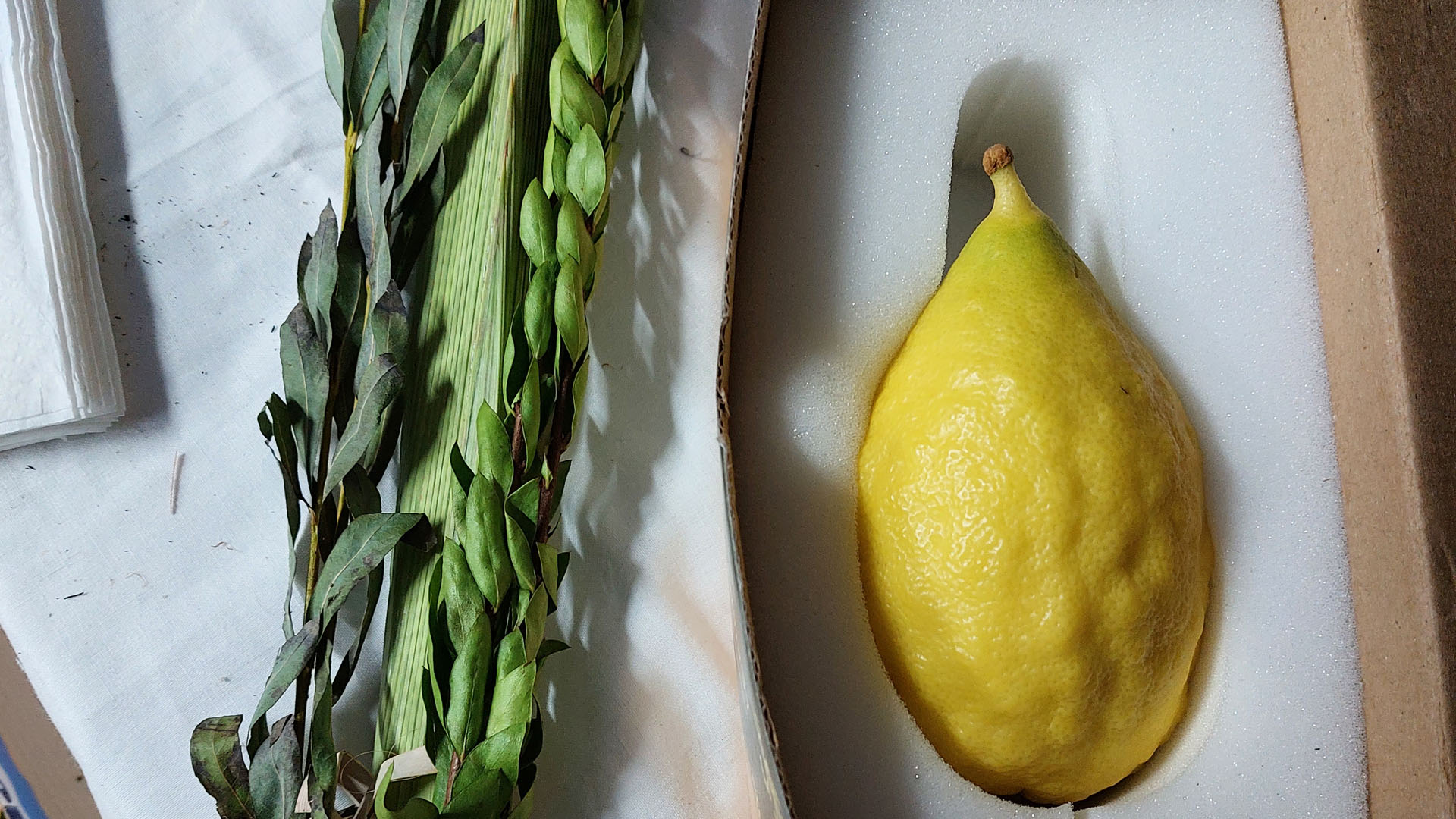 Der „Lulav“-Strauß: Zweige mit der Etrogfrucht