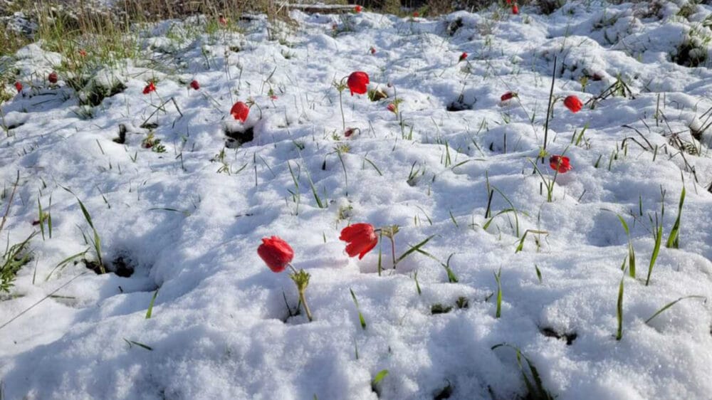 Schnee in Israel im März 2022