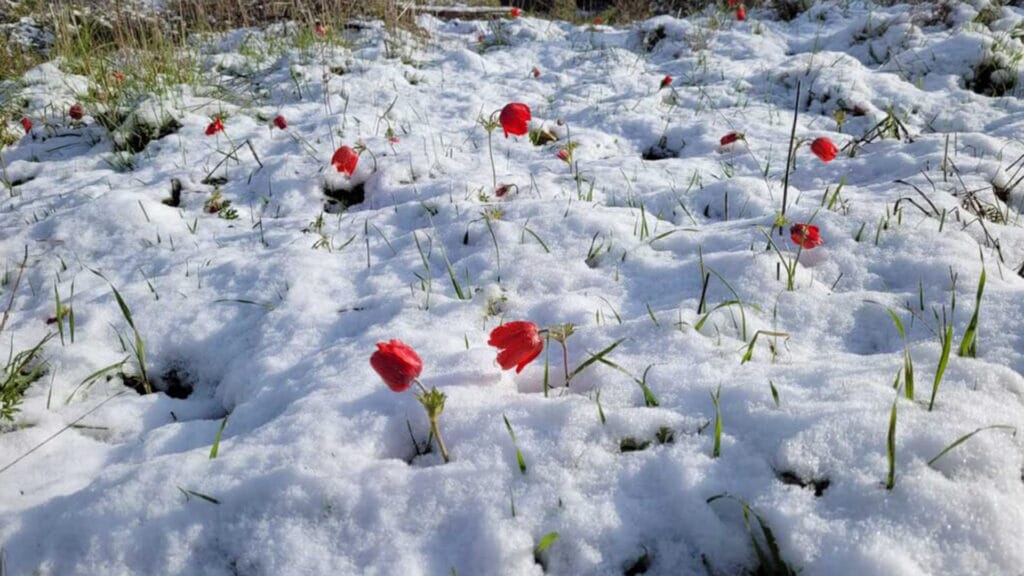 Schnee in Israel im März 2022