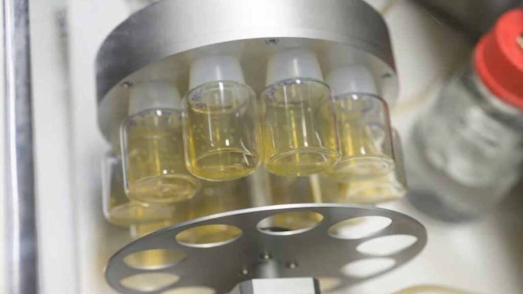 Wissenschaftler des Weizmann-Instituts züchten aus Stammzellen Maus-Embryo