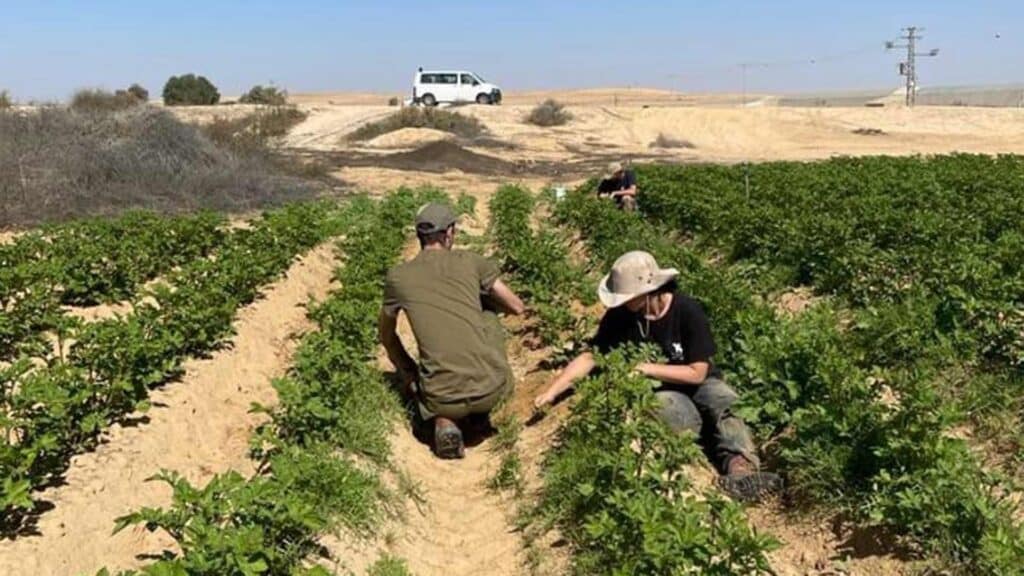 Feldarbeit in Israel