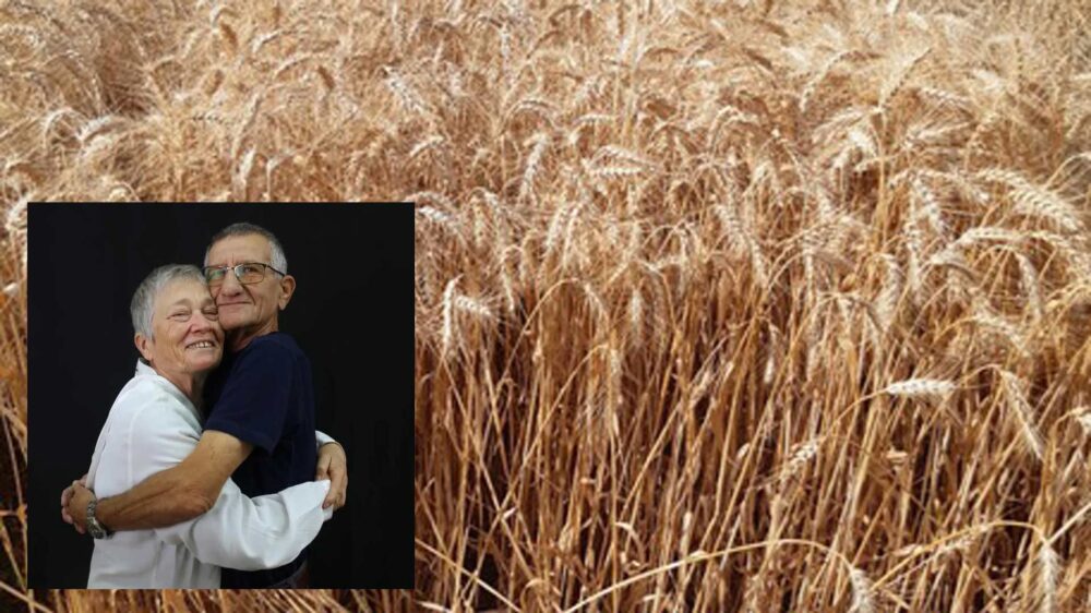 Neue Weizensorte Jaakobi