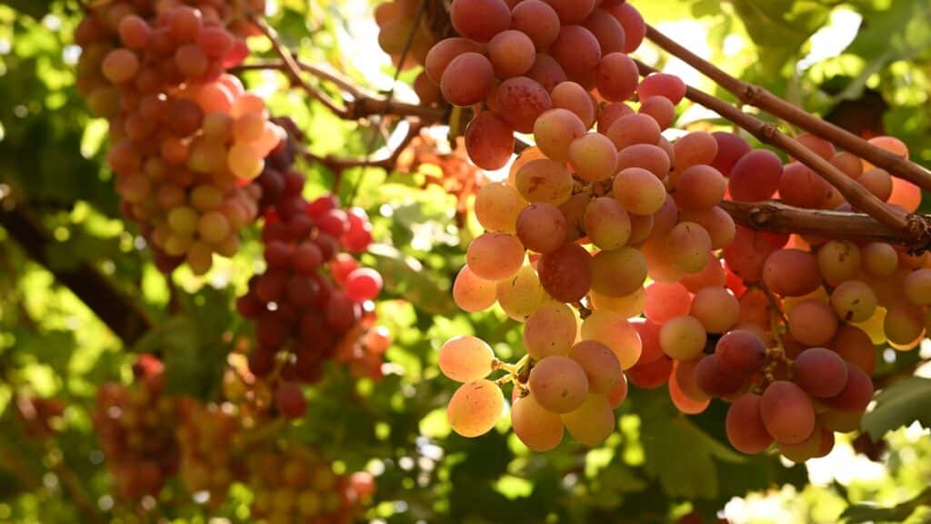 Guter Wein aus Israel