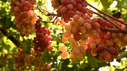 Guter Wein aus Israel