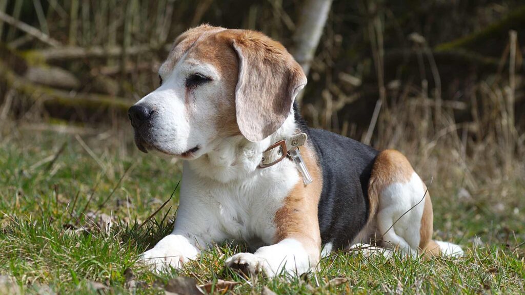 Hund
